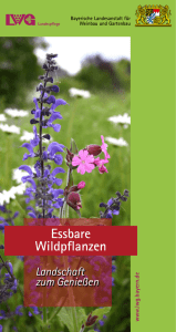 Essbare Wildpflanzen - Bayerische Landesanstalt für Weinbau und