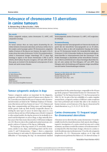 Relevance of chromosome 13 aberrations in canine tumours