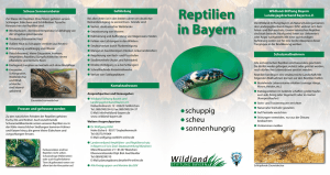 Flyer Reptilien  - Wildland Stiftung Bayern