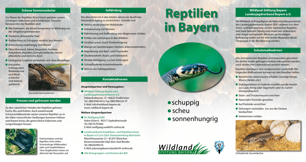 Flyer Reptilien Wildland Stiftung Bayern