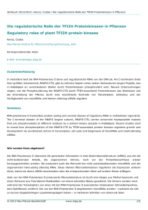Die regulatorische Rolle der TFIIH Proteinkinasen in Pflanzen