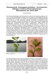 Pflanzenporträt: Potamogeton perfoliatus – Durchwachsen