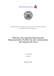 Relevanz des signaltransduzierenden Adaptorproteins Paxillin f&uuml;r