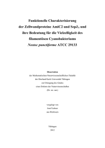 Funktionelle Charakterisierung der Zellwandproteine AmiC2 und