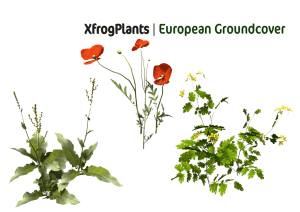 XfrogPlants | European Groundcover