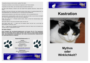 Kastration - Katzenhilfe Westerwald eV