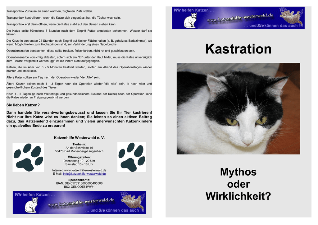 Kastration Katzenhilfe Westerwald Ev