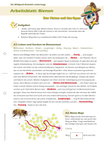 Arbeitsblatt: Bienen