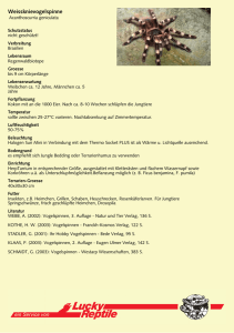 Steckbrief - Weissknievogelspinne