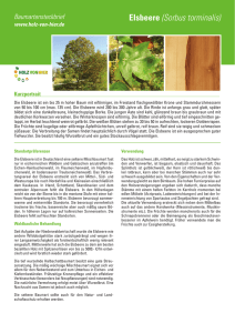 Elsbeere (Sorbus torminalis) - Holz-von