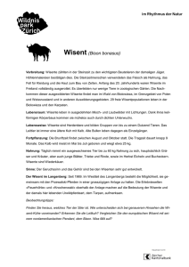 Wisent (Bison bonasus)