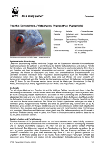 Piranha (Serrasalmus, Pristobrycon, Pygocentrus