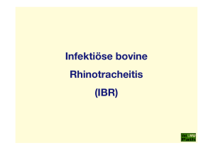 07_IBR_(Infektiöse bovine Rhinotracheitis)