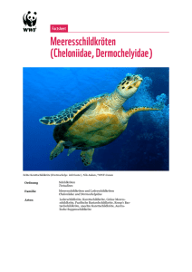 Meeresschildkröten (Cheloniidae, Dermochelyidae)