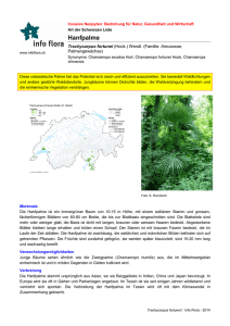 Hanfpalme - Info Flora