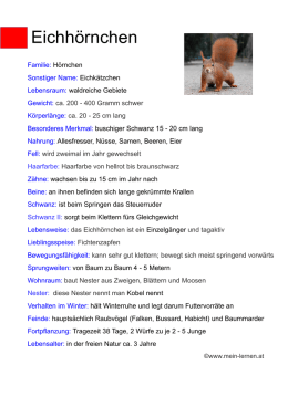 Steckbrief Eichhörnchen