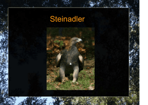 Präsentation Steinadler 8m1