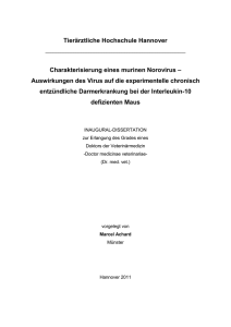 Charakterisierung eines murinen Norovirus