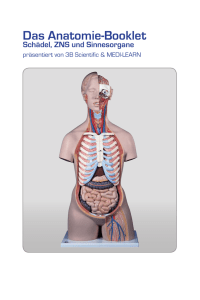 Das Anatomie-Booklet Schädel, ZNS und Sinnesorgane - Medi