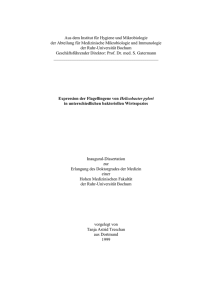 Expression der Flagellingene von Helicobacter pylori in