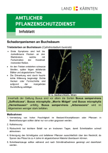 Schadorganismen an Buchsbaum