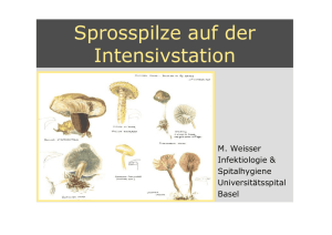 Sprosspilze / Frau Dr. M. Weisser