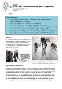 Die Asiatische Buschmücke Aedes japonicus - Awel