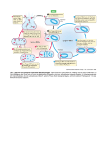 13.2 Lytischer und lysogener Zyklus bei Bakteriophagen