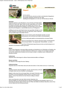 Gepard PDF OLIs Tierlexikon