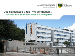 Das filamentöse Virus (FV) der Bienen
