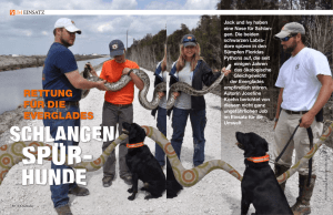 Rettung für die Everglades: Schlangenspürhunde