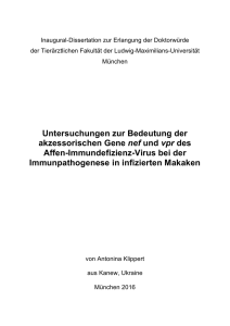 Untersuchungen zur Bedeutung der akzessorischen Gene nef und