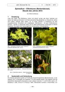 Epimedium – Elfenblume (Berberidaceae),