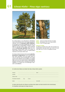 G1 Schwarz-Kiefer – Pinus nigra austriaca