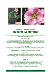 Madame Lemonnier