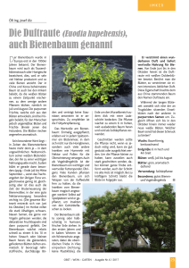 auch Bienenbaum genannt - Obst - Wein