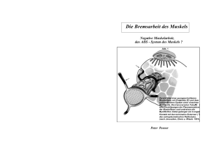 Die Bremsarbeit des Muskels
