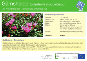 Gämsheide (Loiseleuria procumbens)
