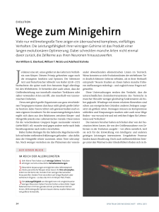 Wege zum Minigehirn