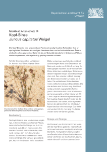 Merkblatt_Juncus capitatus.cdr - Bayerisches Landesamt für Umwelt