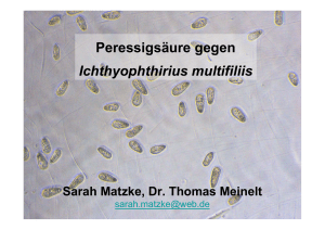 Peressigsäure gegen Ichthyophthirius multifiliis