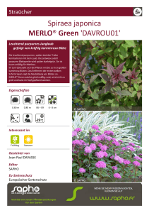 Spiraea japonica MERLO® Green `DAVROU01`