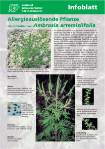 Infoblatt - Ambrosia