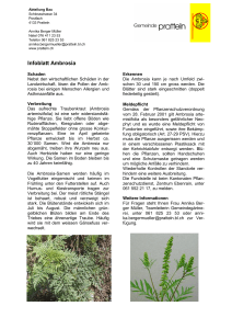 Ambrosia artemisiifolia: Wie ist mit dieser Pflanze