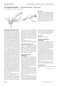 CR Sisymbrium supinum L. – Niederliegende Rauke