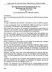 Die rasterelektronische Darstellung des Eis von