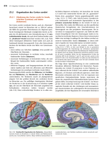 25.2 Organisation des Cortex cerebri