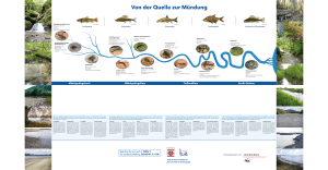Forellenregion &Auml;schenregion Barbenregion Brachsenregion