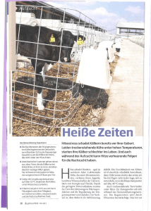 Hitzestress schadet K&auml;lbern bereits vor ihrer Geburt