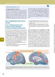 24.3 Organisation des Cortex cerebri